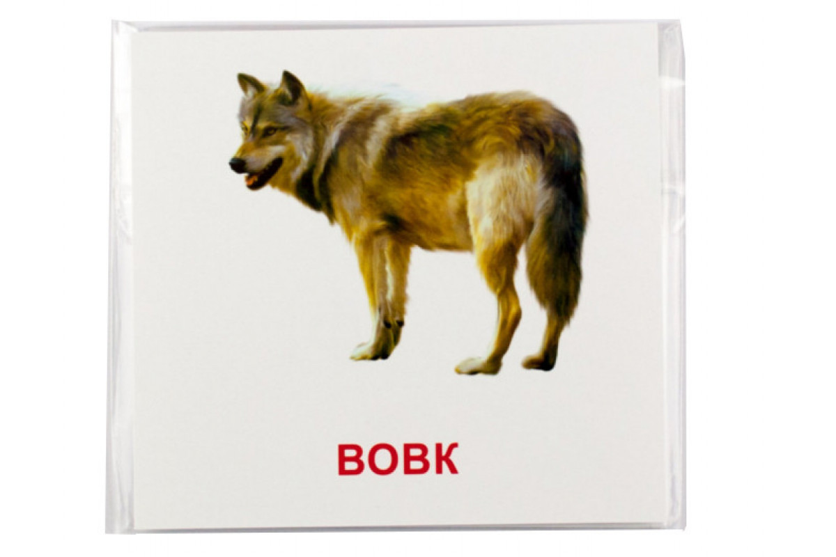 Розвиваючі картки "Лісові мешканці" (110х110 мм) 66425  укр. /англ. мовою