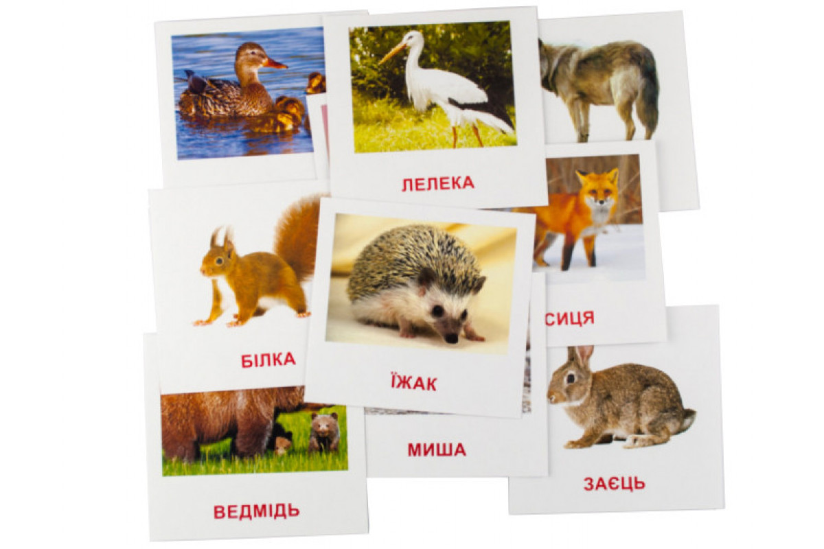 Розвиваючі картки "Лісові мешканці" (110х110 мм) 66425  укр. /англ. мовою