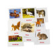 Розвиваючі картки "Лісові мешканці" (110х110 мм) 66425  укр. /англ. мовою