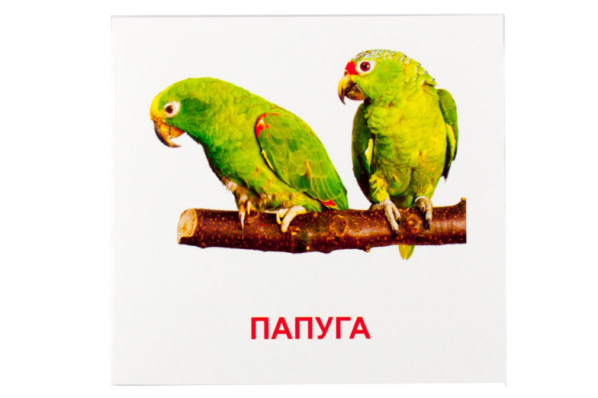 Розвиваючі картки "Птахи" (110х110 мм) 72753 укр. /англ. мовою