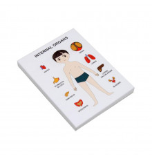 Пазлы обучающие Internal Organs Strateg 30349 органы человека