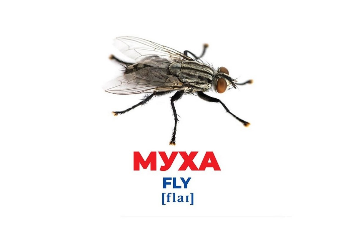 Набор развивающих карточек Гений с пеленок "Насекомые" Ранок 10107199, 17 карточек