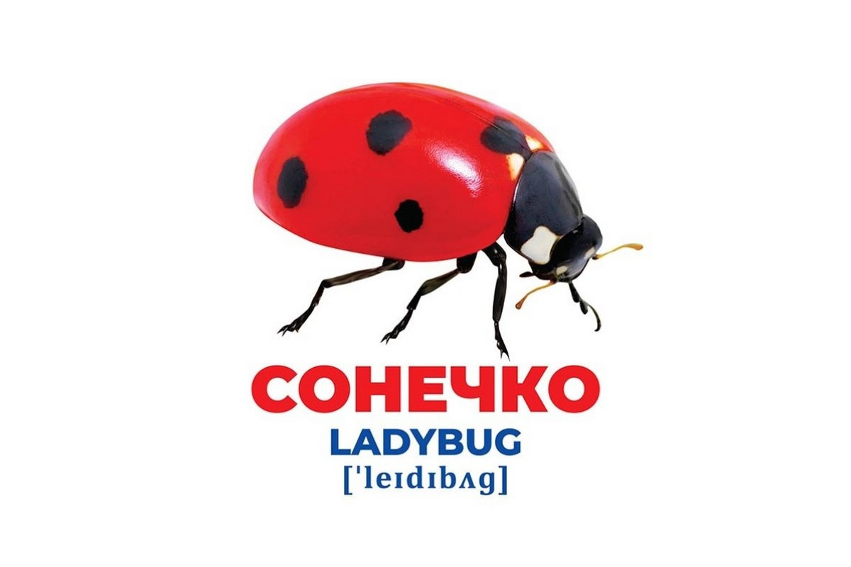 Набор развивающих карточек Гений с пеленок "Насекомые" Ранок 10107199, 17 карточек