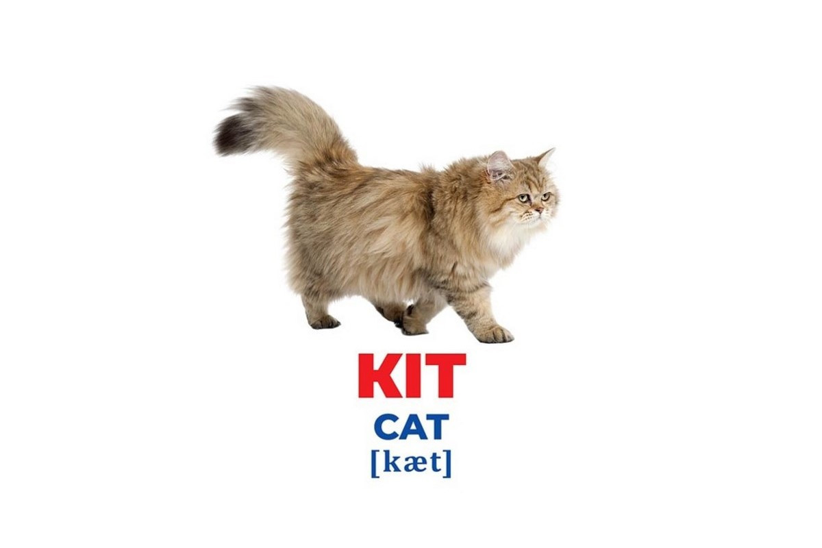 Набор развивающих карточек Гений с пеленок "Домашние животные" Ранок 10107191У, 17 карточек