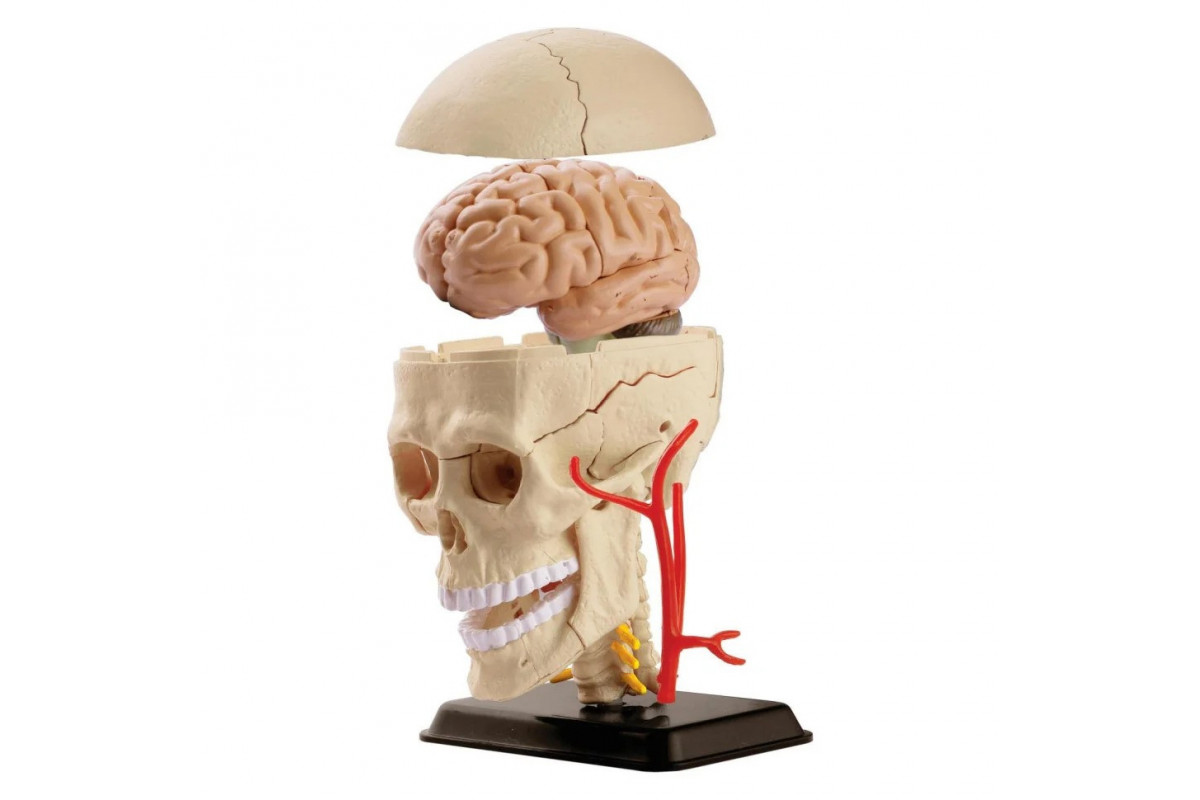 Научный набор "Модель черепа с нервами" Edu-Toys SK010 сборная, 9 см