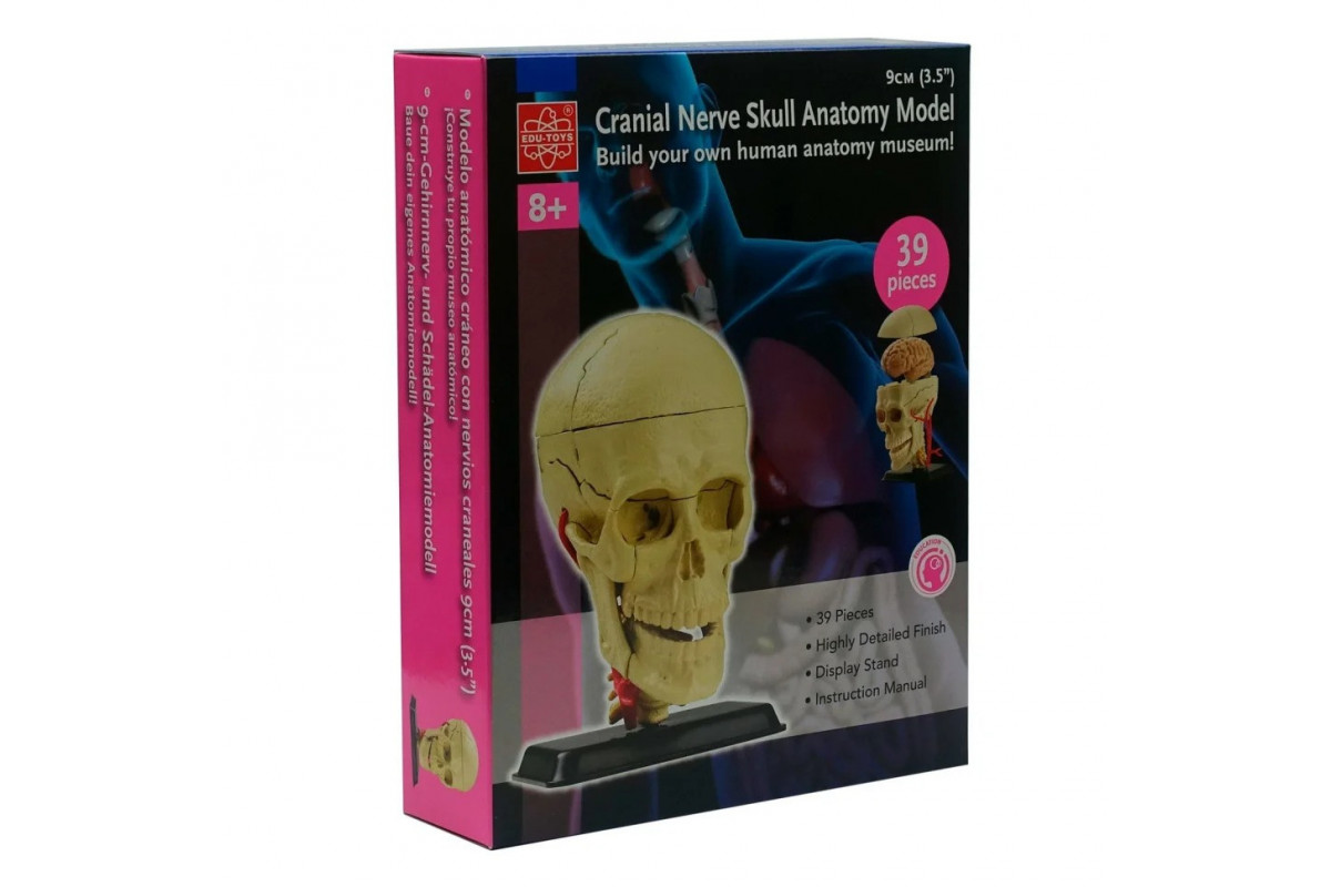 Научный набор "Модель черепа с нервами" Edu-Toys SK010 сборная, 9 см