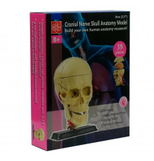 Научный набор "Модель черепа с нервами" Edu-Toys SK010 сборная, 9 см