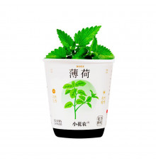 Ботанические эксперименты "Цветы в горшке" X2024-153-2 почва, семена, стакан с крышкой