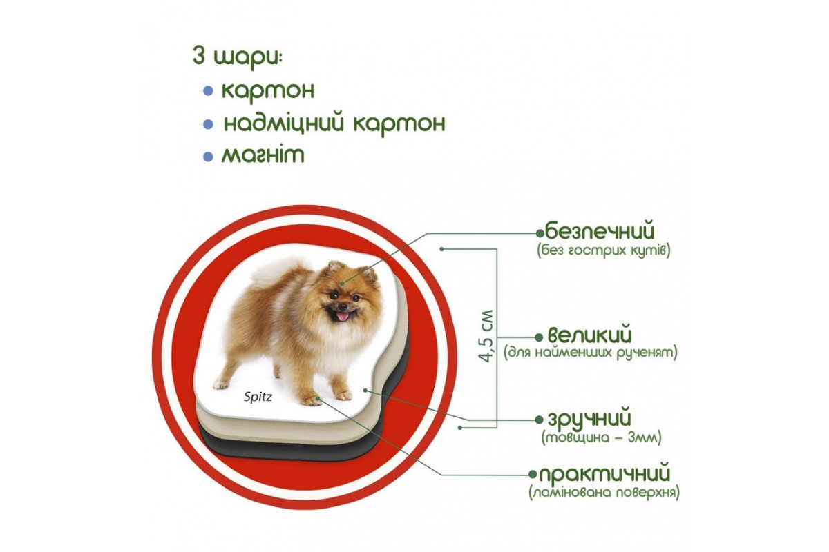 Дитячий розвиваючий набір магнітів "Породи собак" ML4031-20EN 24 фотомагніти
