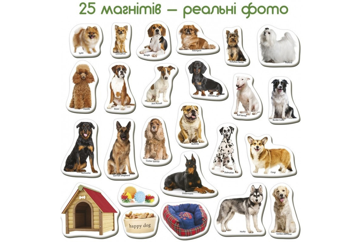 Дитячий розвиваючий набір магнітів "Породи собак" ML4031-20EN 24 фотомагніти
