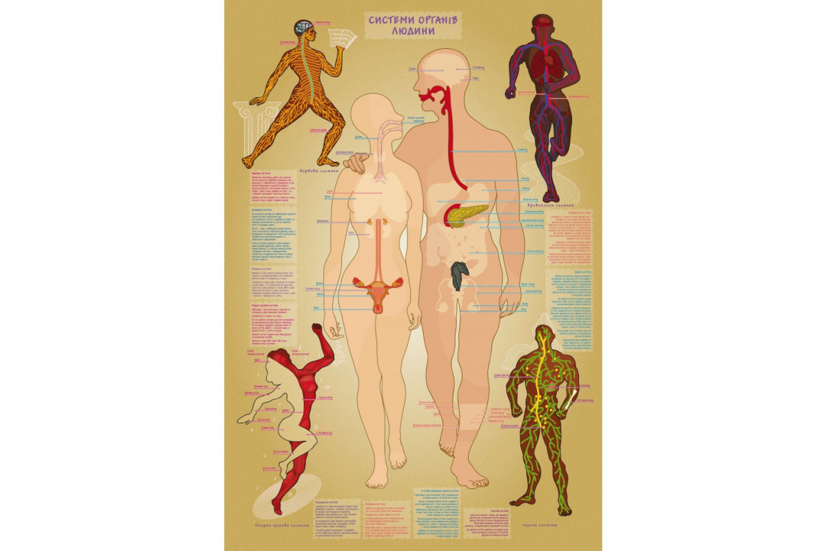 Детская обучающая игра с многоразовыми наклейками "Тело человека" KP-004y на укр. языке