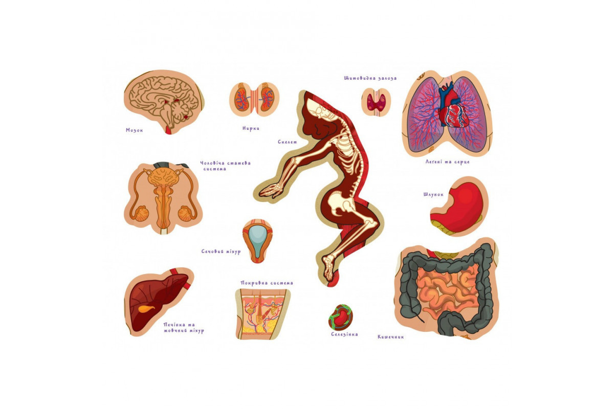 Детская обучающая игра с многоразовыми наклейками "Тело человека" KP-004y на укр. языке