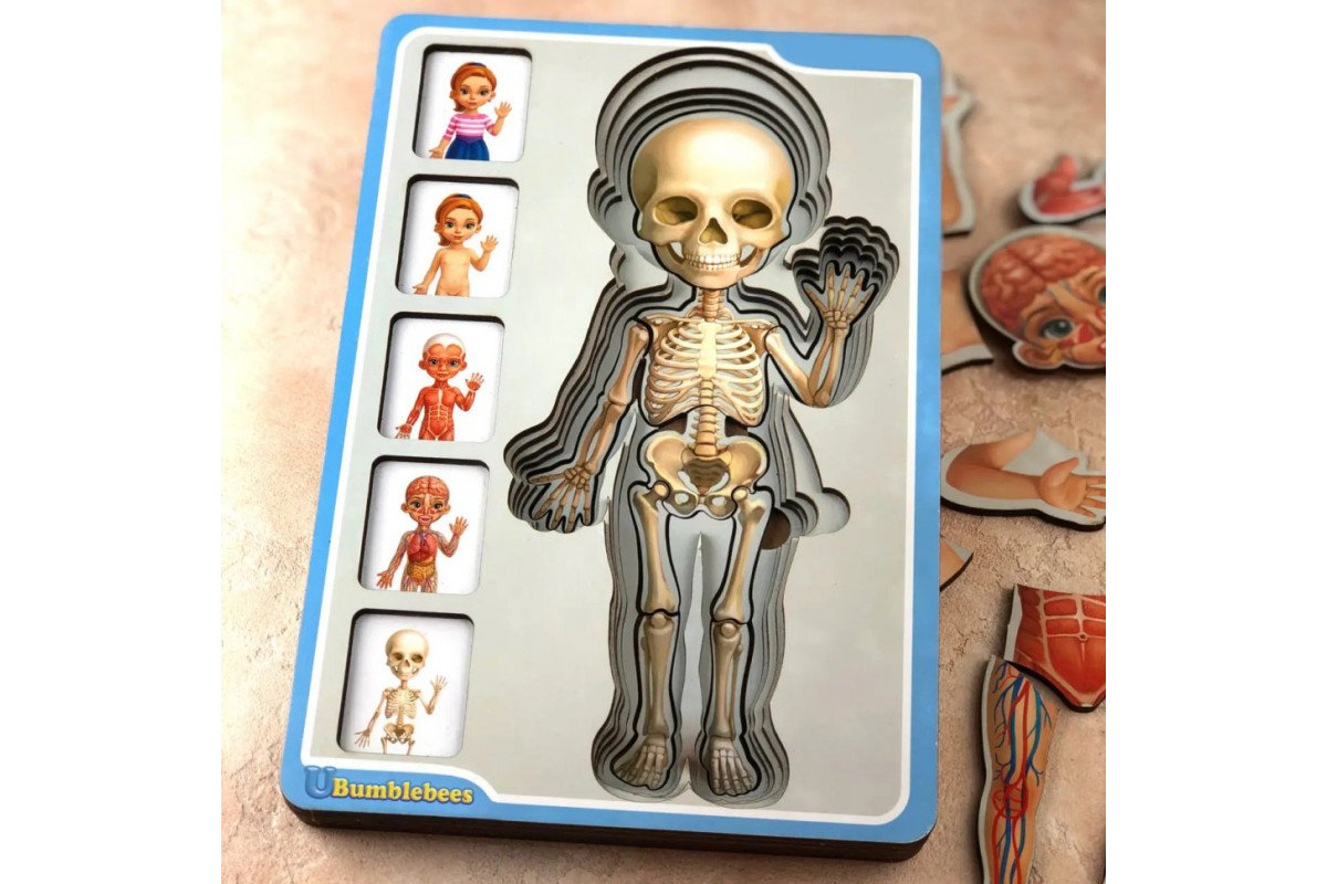 Деревянный пазл-вкладыш "Анатомия человека – девочка" Ubumblebees (ПСФ025) PSF025 строение тела