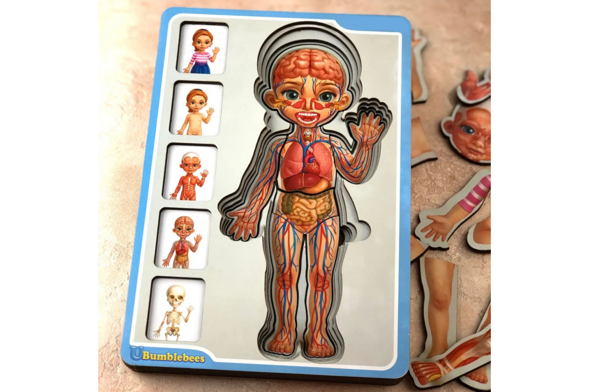 Деревянный пазл-вкладыш "Анатомия человека – девочка" Ubumblebees (ПСФ025) PSF025 строение тела