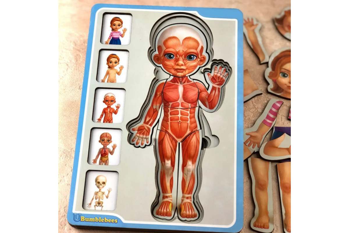 Деревянный пазл-вкладыш "Анатомия человека – девочка" Ubumblebees (ПСФ025) PSF025 строение тела