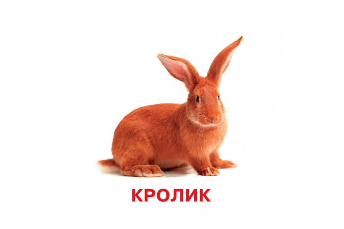 Развивающие карточки для детей Домашние животные J012yD, 18 картинок