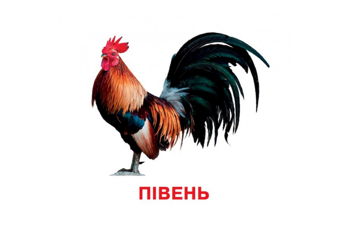 Развивающие карточки для детей Домашние животные J012yD, 18 картинок