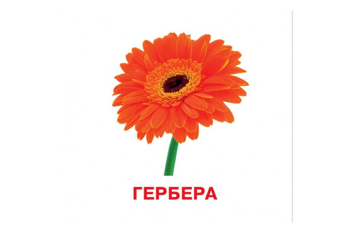 Развивающие карточки для детей Цветы J012y, 18 картинок