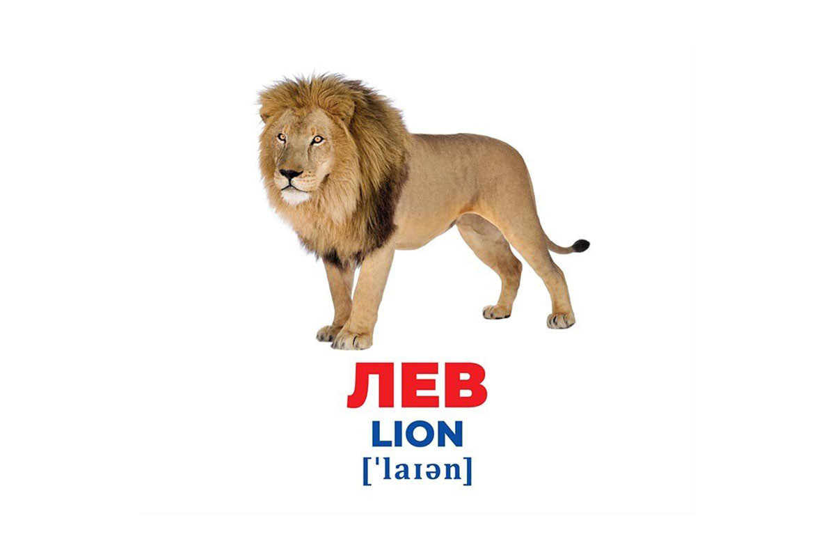 Набор развивающих карточек Гений с пеленок "Животные разных широт" 10107200, 17 карточек