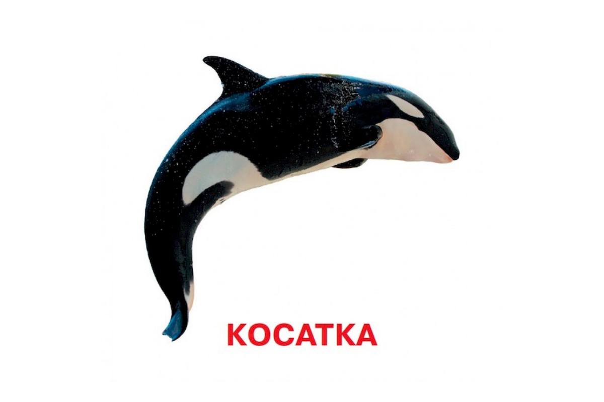 Развивающие карточки для детей Кто в воде живет J802у, 18 картинок