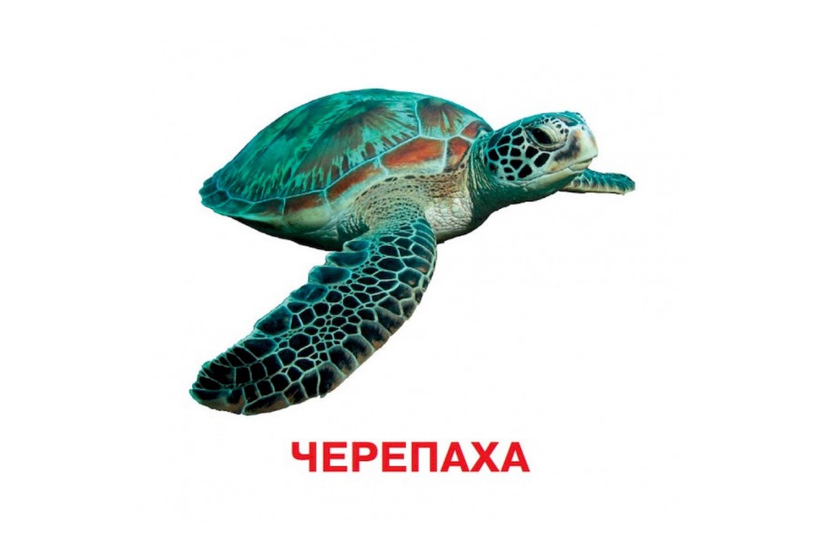 Развивающие карточки для детей Кто в воде живет J802у, 18 картинок