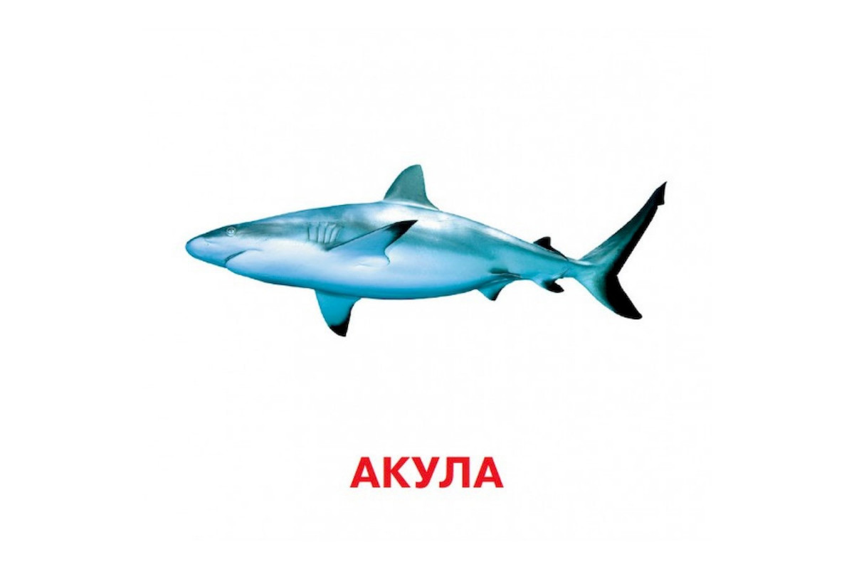 Развивающие карточки для детей Кто в воде живет J802у, 18 картинок