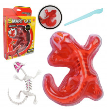 Детский лабораторный набор Ящерица 803B, скелет, внутренние органы