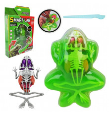 Детский лабораторный набор Лягушка 801B, скелет, внутренние органы